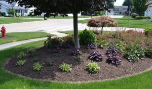 A corner landscape planting featuring a Royal Red maple tree.