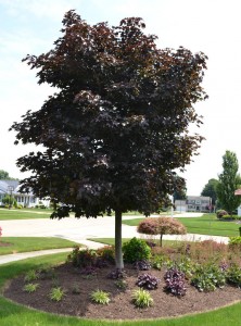 Royal Red maple tree used in a corner planting.