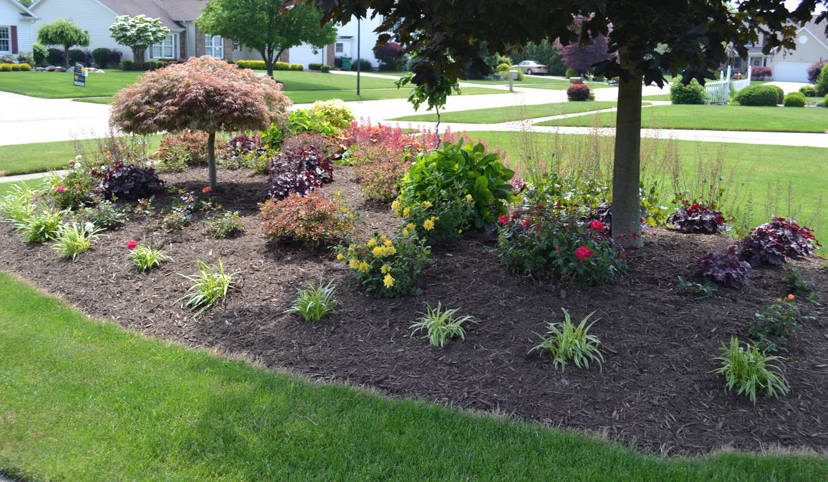 Endless Summer Hydrangea and Evergreen Azaleas hiding in this landscape planting until it is their time to shine.