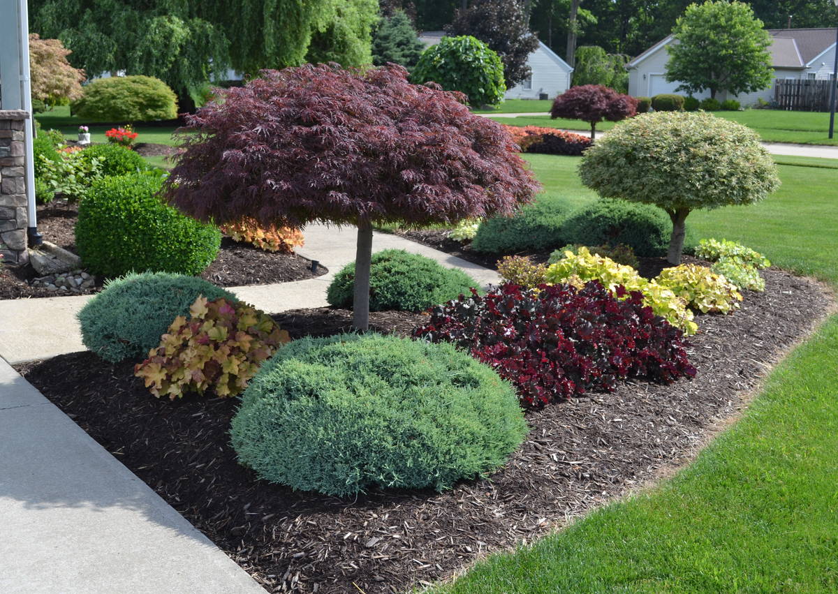 In this bed, two Japanese maples, some Table Top Juniper and Coral Bells.