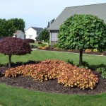 Huechera and Lavender Twist Weeping Redbud used in an island planting.