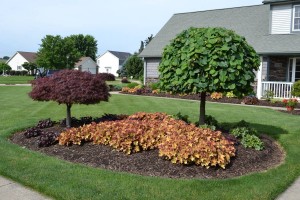 Huechera and Lavender Twist Weeping Redbud used in an island planting.