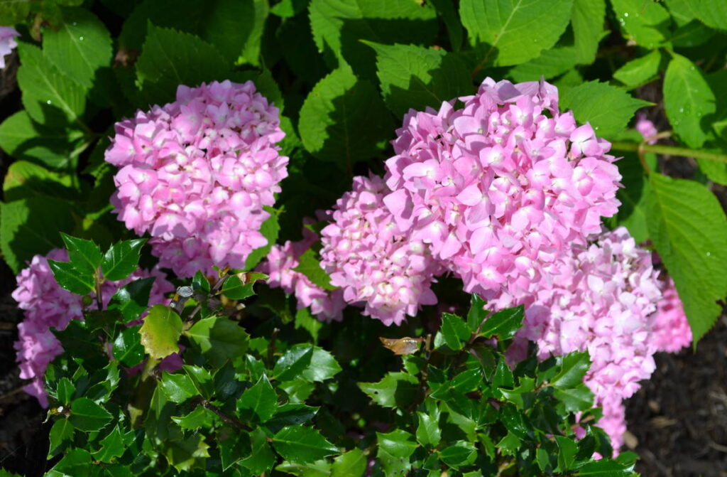 Hydrangea Endless Summer next to Blue Boy Holly.