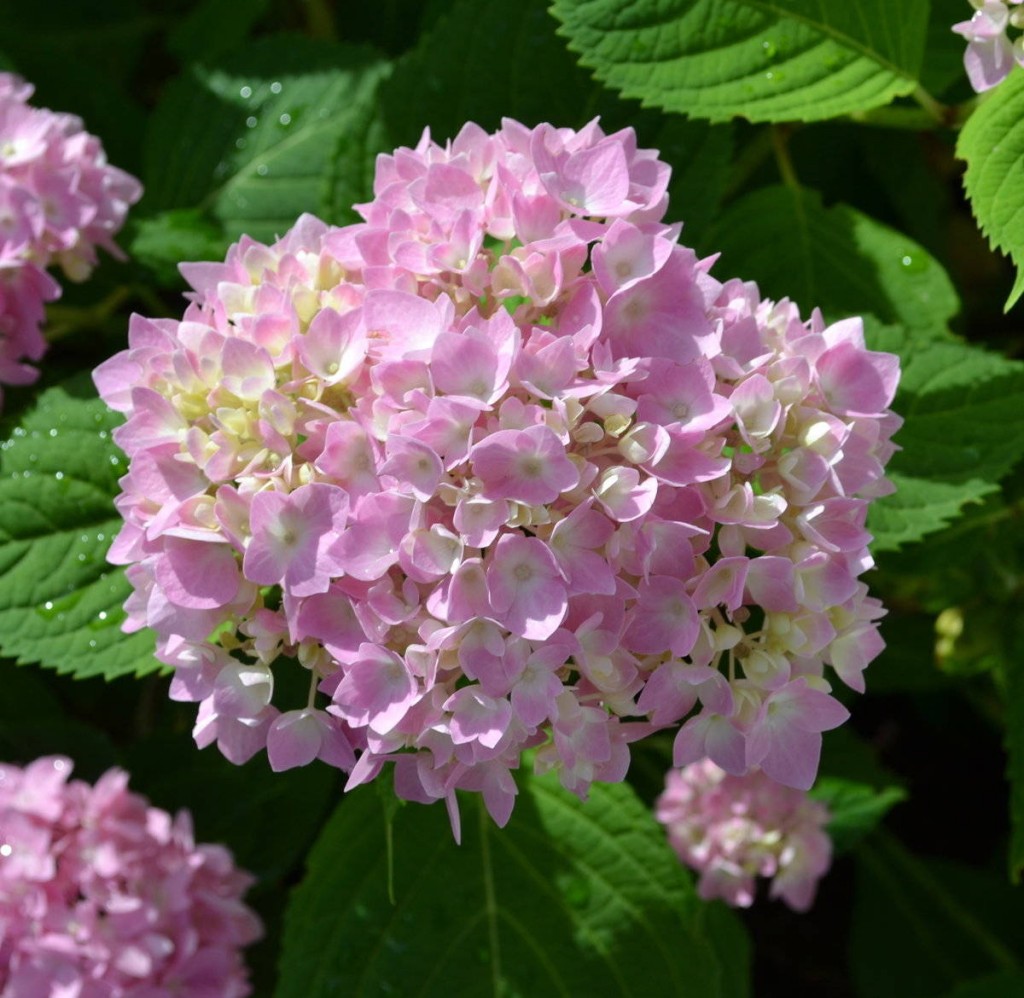 Hydrangea Endless Summer