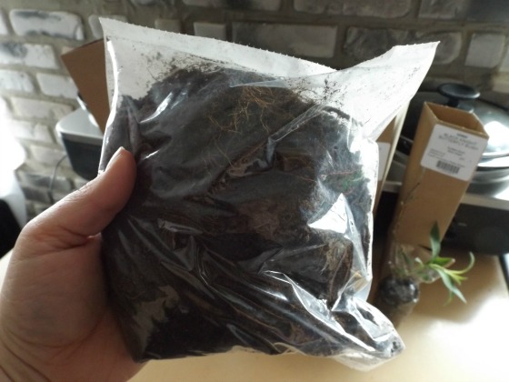 A bag of bare root strawberry plants.