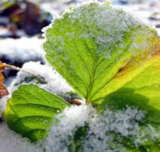 how-to-grow-strawberry-plants-winter