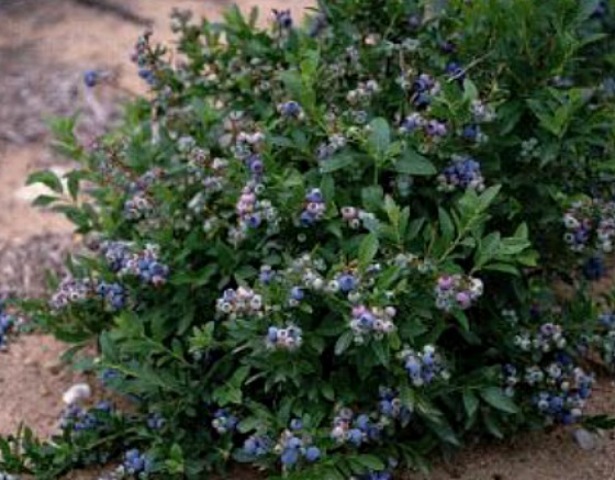 A low bush blueberry plant.