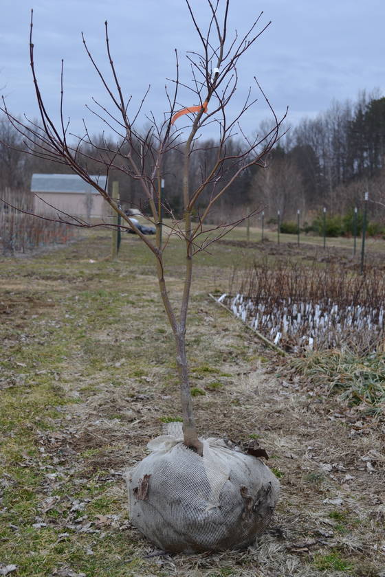 Bloodgood Japanese Red Maple waiting to be adopted.