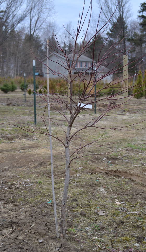 Orida Nishiki Japanese maple grown as a single stem tree.