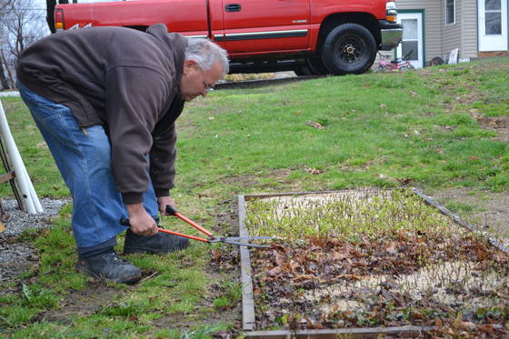 Mike McGroarty trimming cuttings in the propagation bed.