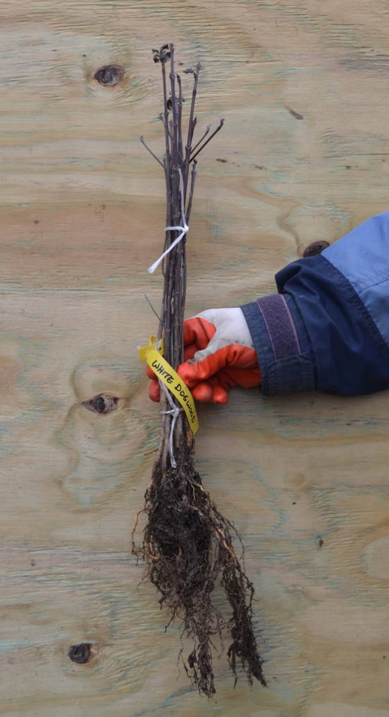 How to Grow Tree Seedlings into Beautiful Trees.