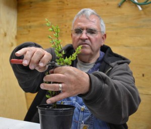 Mike McGroarty trimming a Hakuro Nishiki Willow shrub.
