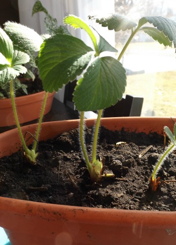 Strawberries planted at the proper depth.