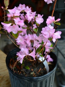 Super winter hardy, Olga Mezitt Rhododendron.