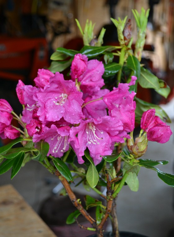 Spring Parade Rhododendron in bloom.