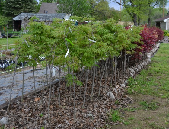 Japanese maples for sale at Mike's Plant Farm in Perry, Ohio