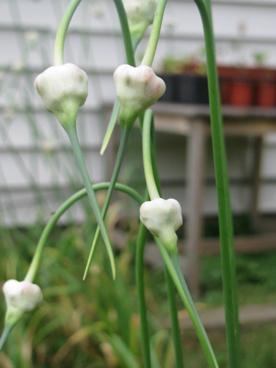 Scapes forming on a hardneck garlic plant.