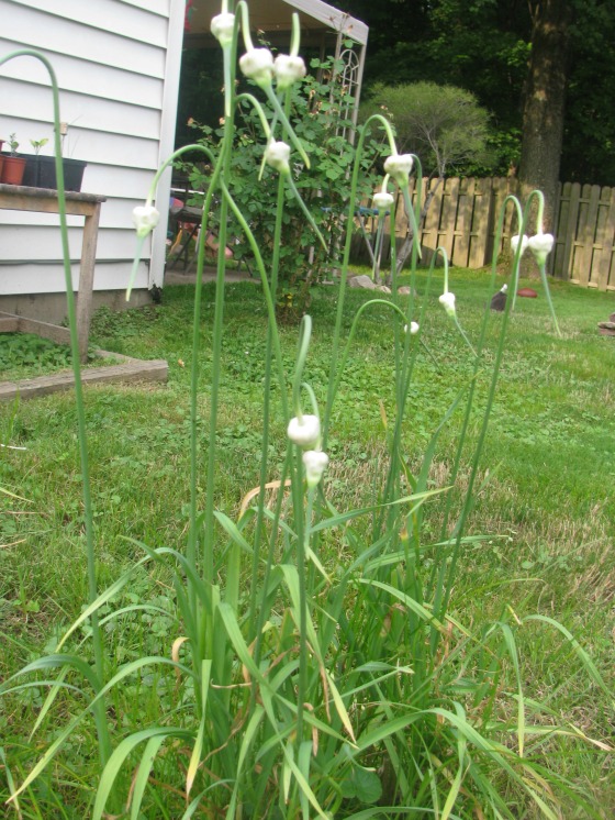Garlic growing among weeds