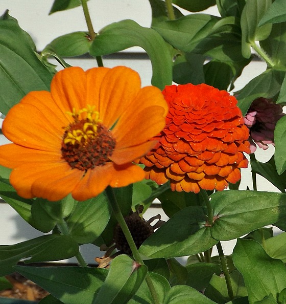 Orange Zinnia Flowers