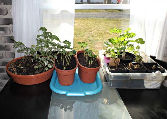 My plants potted up, patiently waiting for spring.