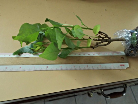 An 8 1/2 inch lilac bush.