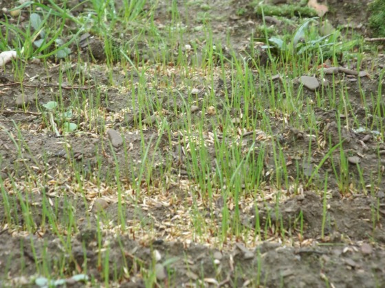 sprouting grass