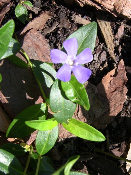 This violet-blue flower is typical of common vinca minor.
