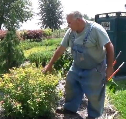 Mike is getting ready to prune this gold flame spirea.