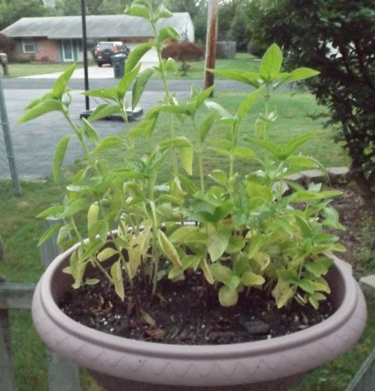 My happy little basil plant.