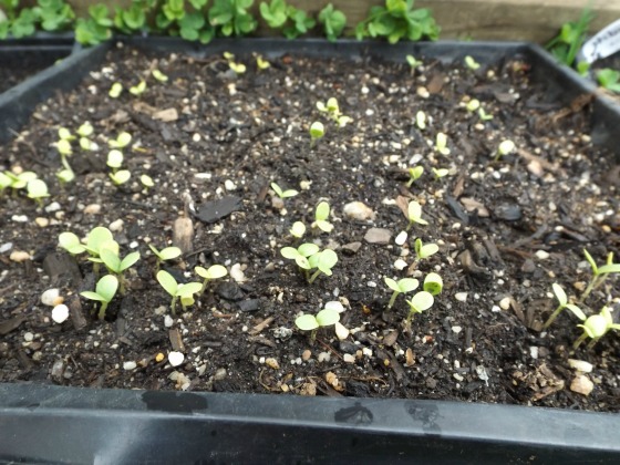 Basil sprouting.