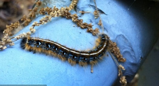 The Eastern Tent Caterpillar has a solid strip down its back.