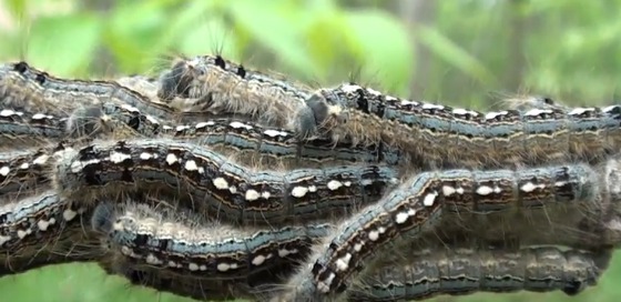 Forest Tent Caterpillars can be identified by the  spotted line running down their backs.