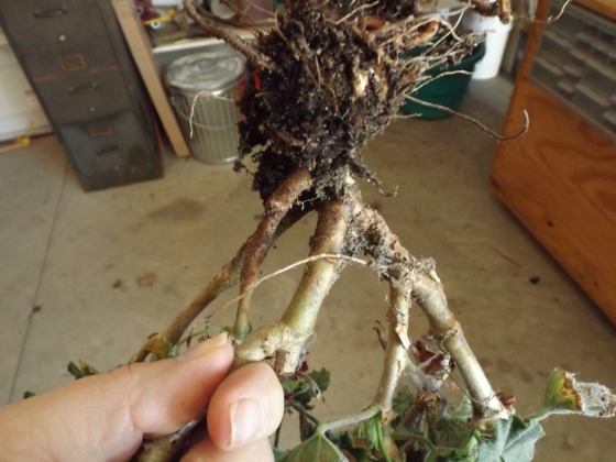 geranium root3
