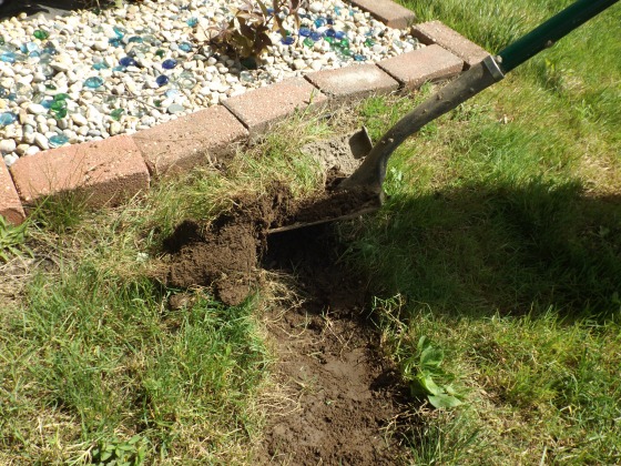 If you run your shovel along the ground at a slight angle, you can remove grass is strips.