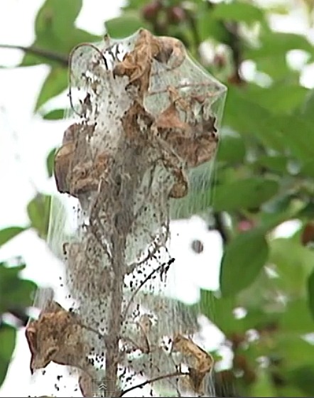 Fall webworms build their protective nest at the tips of branches.