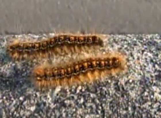 The Western Tent Caterpillar can be identified by the yellow checkered pattern down their back and blueish dots along their sides.