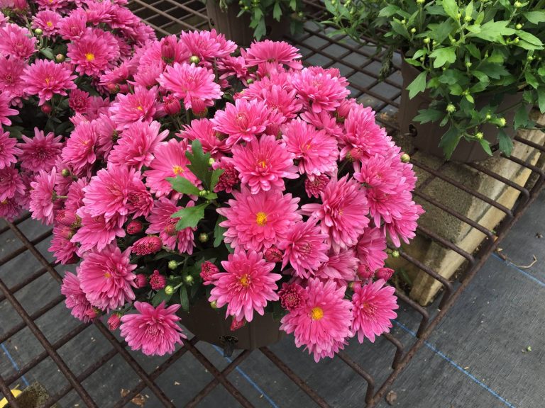 Overwintering Mums Outdoors the Easy Way