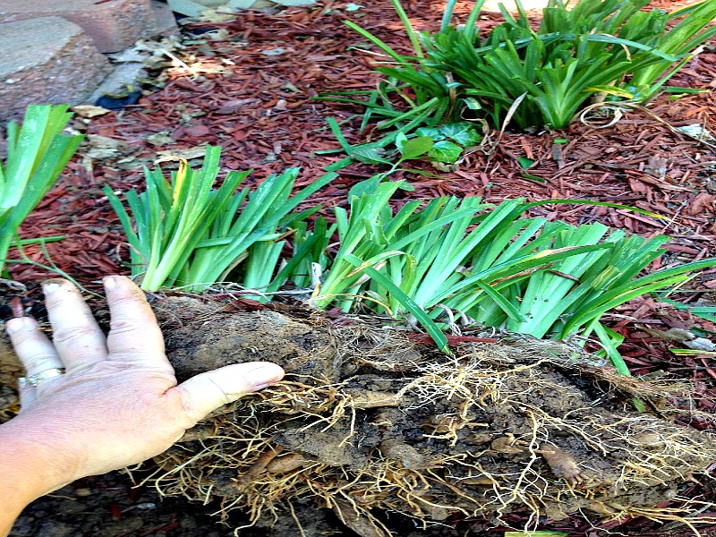 Daylilly root ball