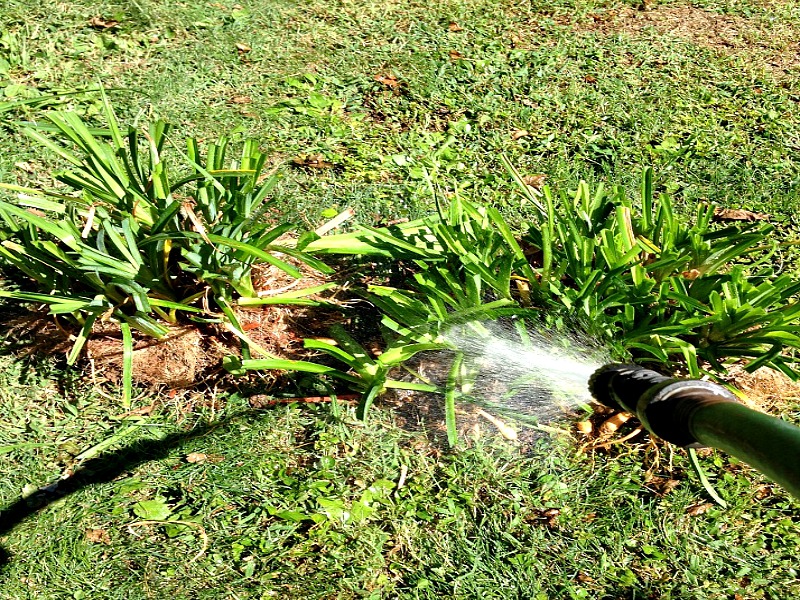 Remove excess soil from Daylily roots