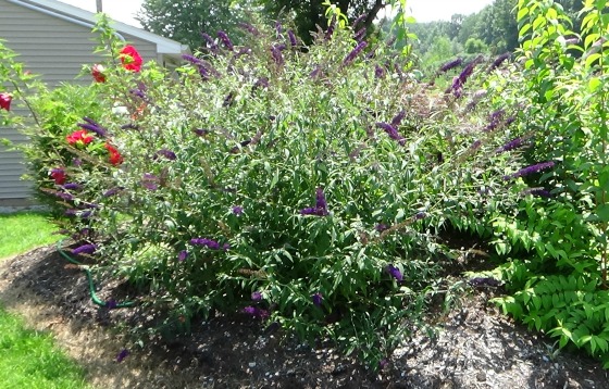 The butterfly bush grew a bit out of control.