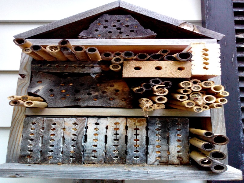 how to keep bees