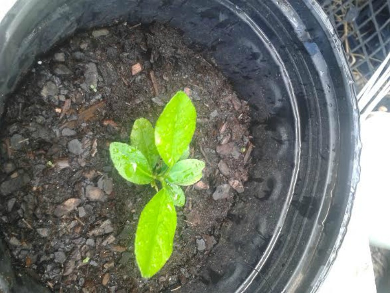 How to grow a citrus seed from seed 6 weeks