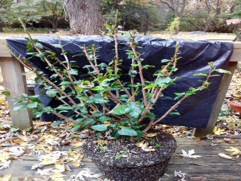 1. "Recovering Hibiscus: How to Help Them Grow Back After Deer Damage"