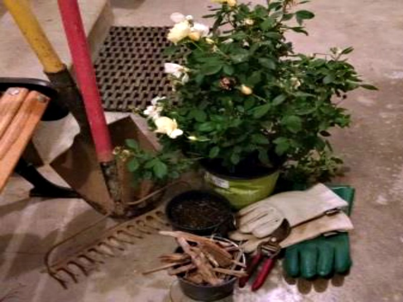 Tools needed to plant roses