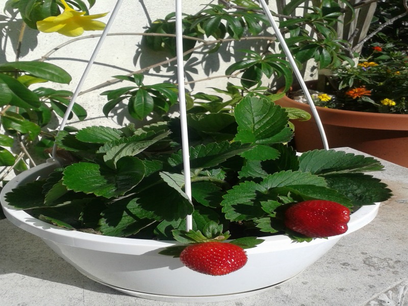 Strawberries 5 months later