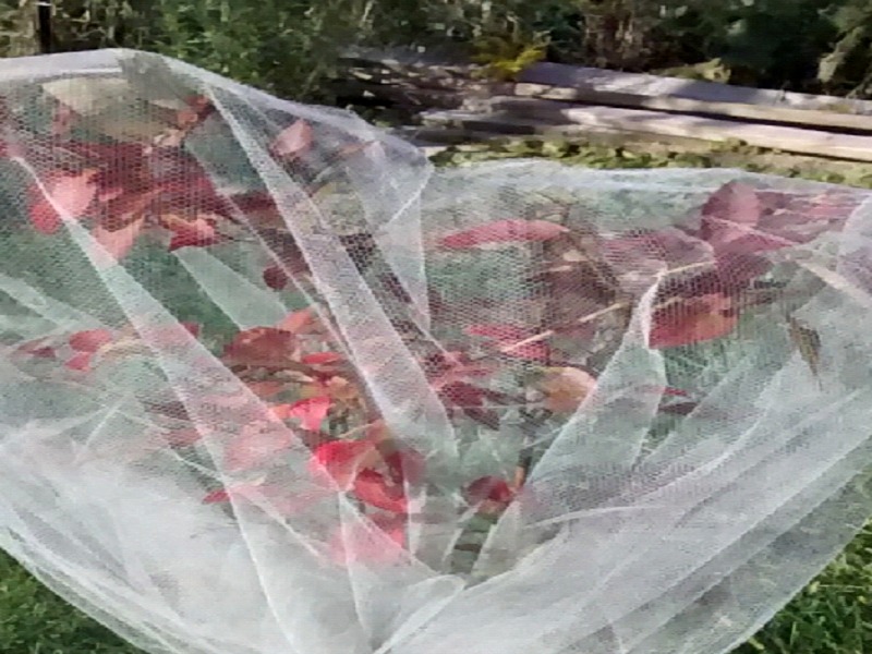 Fruit tree netting 2