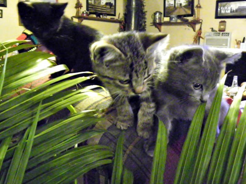tropical kittens