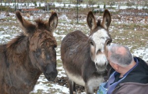 Mike McGroarty chatting with his miniature donkeys Finnegan and Fegus..