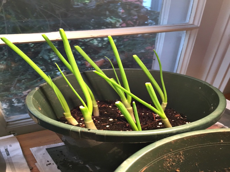 Green onions after only 1 week!