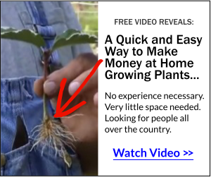 Quick and Easy Way to Make Money at Home Growing Plants
